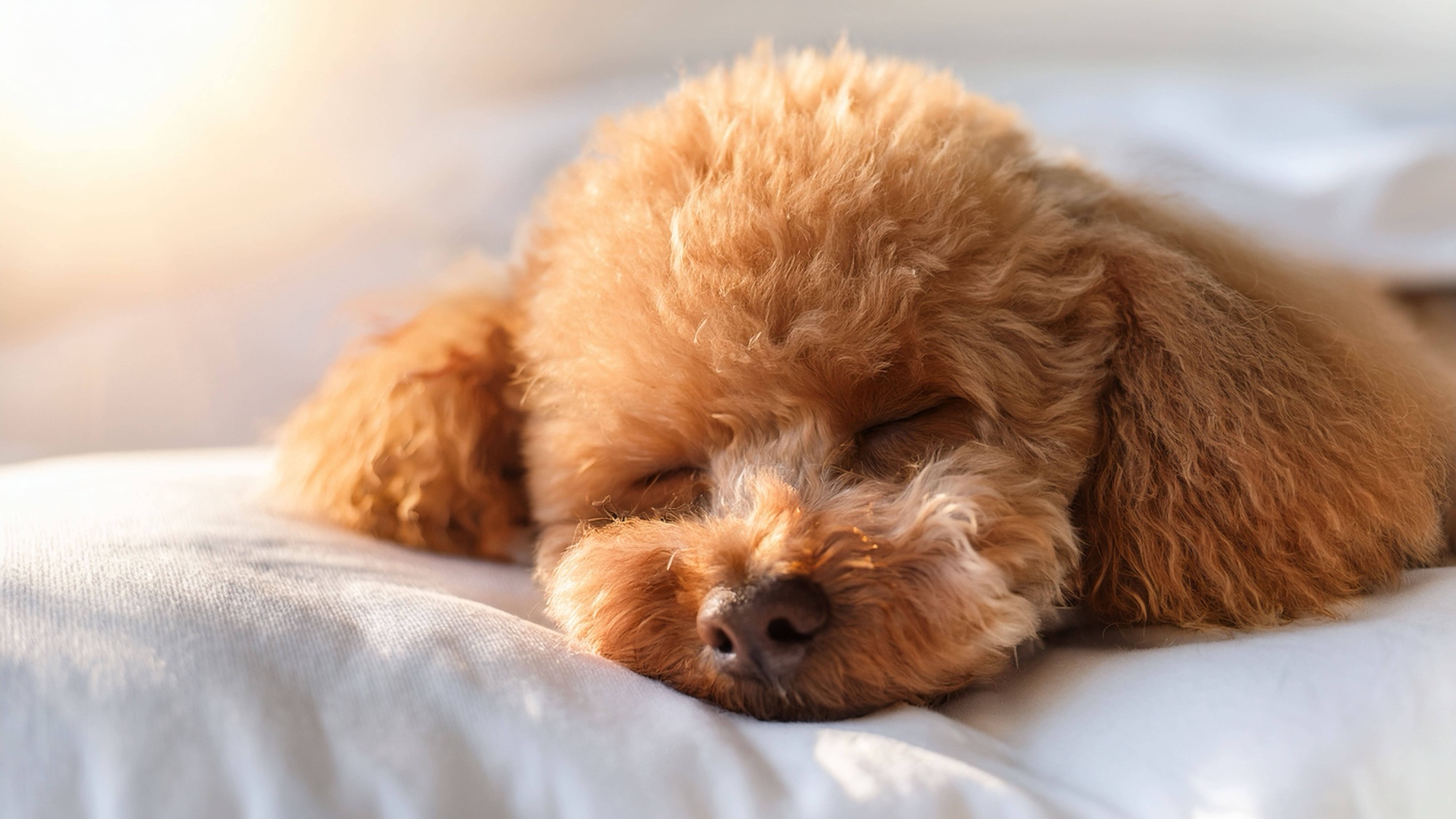 暖かな光のなかで安心して眠るペット